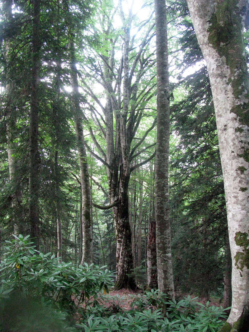 сказочный лес